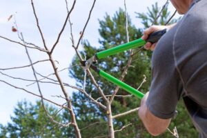 Best time to prune trees