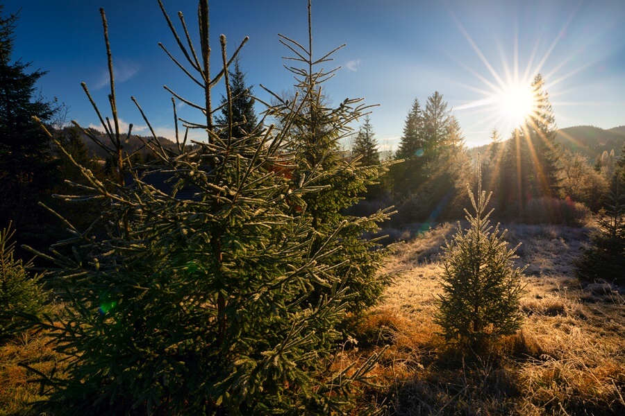 Replanting Christmas Tree Tree Removal