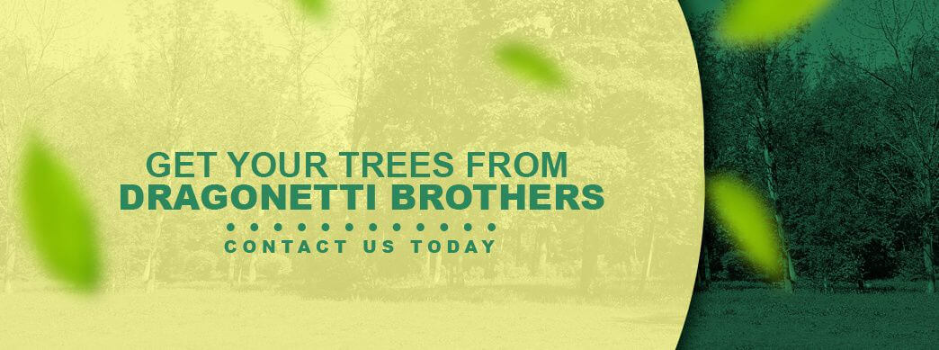 Dragonetti Tree Removal professional tree services