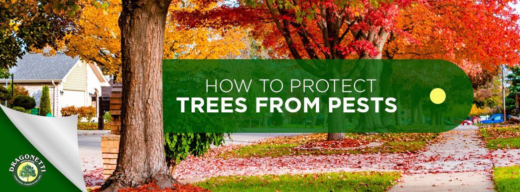 how to protect trees from pests