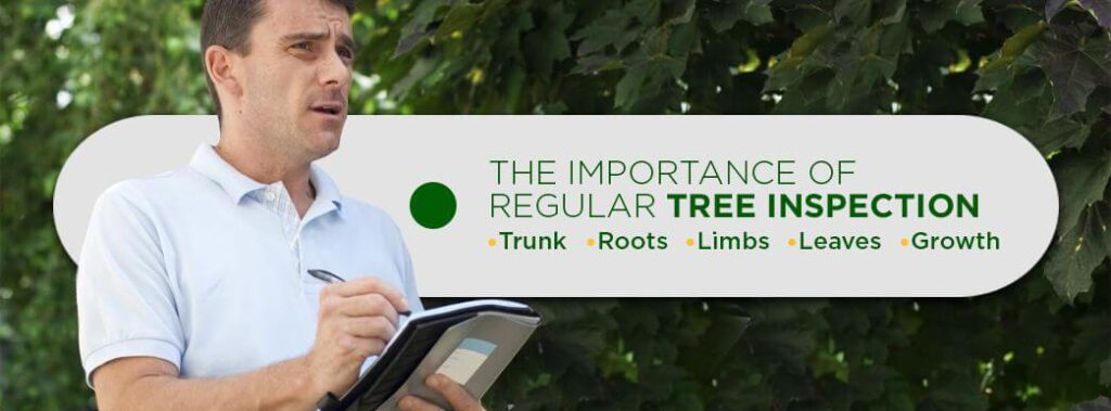 How to Prevent Trees From Falling | Dragonetti Tree Removal