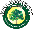Dragonetti Tree Removal