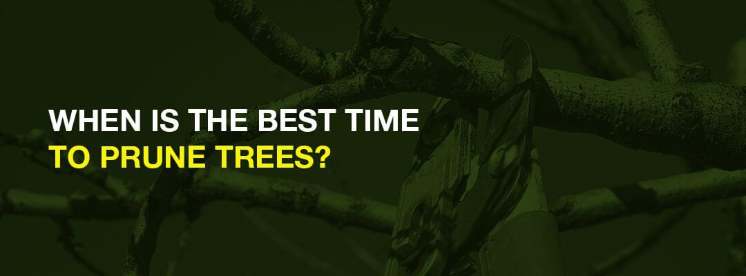 when is the best time to prune trees