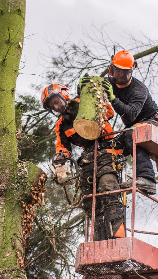 Tree Removal Services in Battery Park City