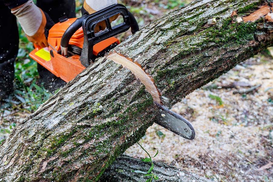 Dragonetti Tree Removal NYC | Expert Tree & Stump Removal Services
