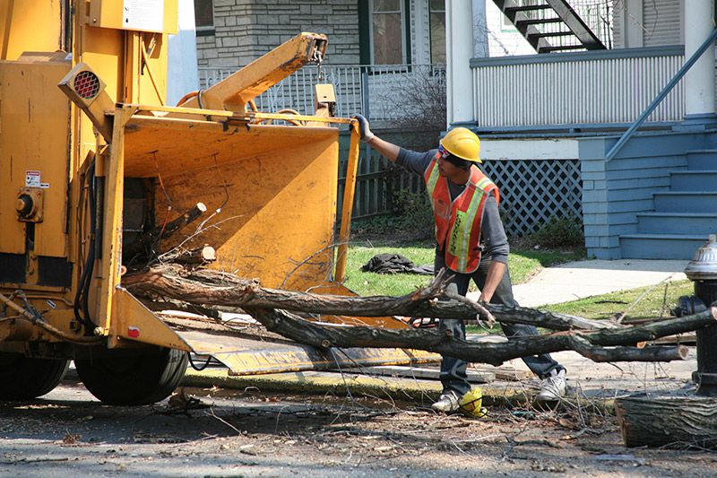 dragonetti tree removal Staten Island