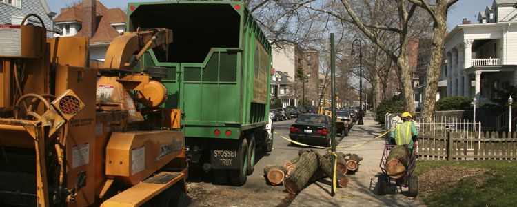 new york tree removal services