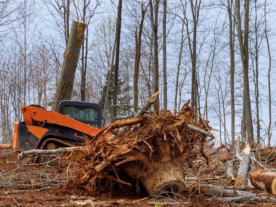stump removal services in new york