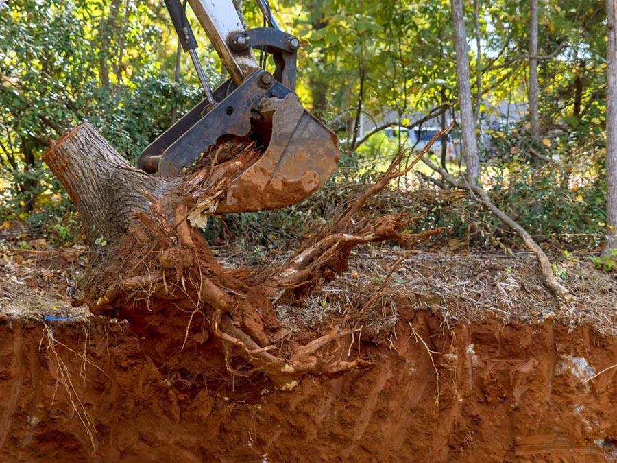 stump tree removal new york