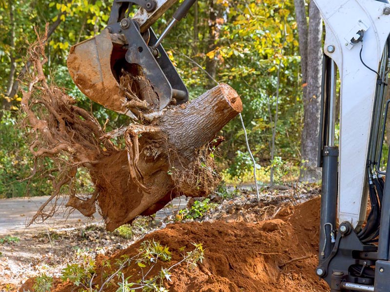 stump tree removal services