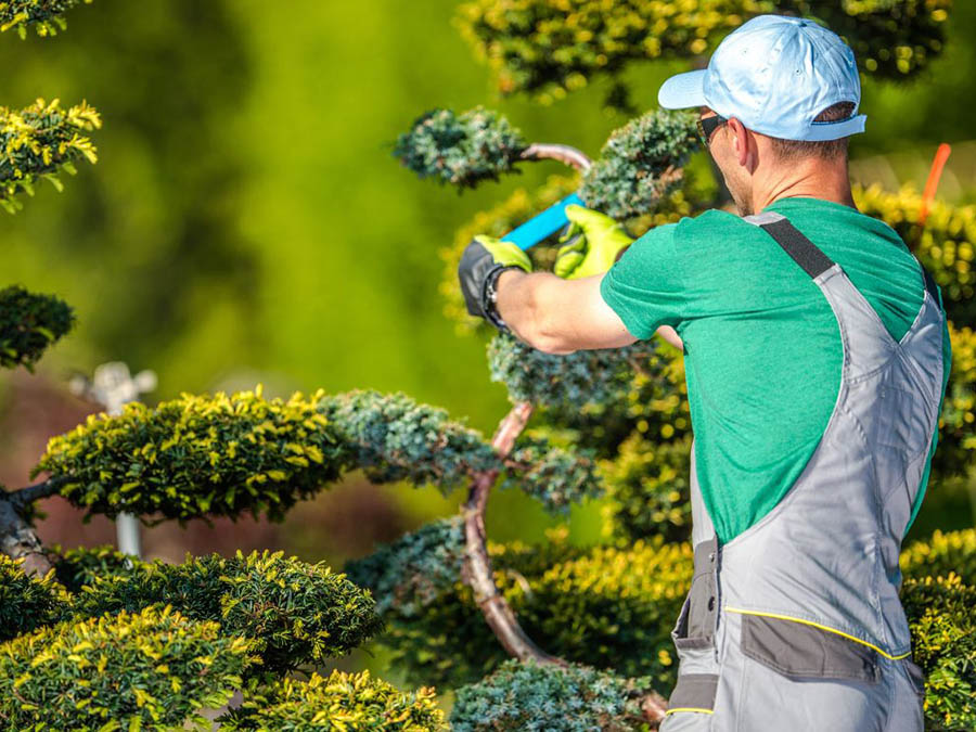 tree care services in new york