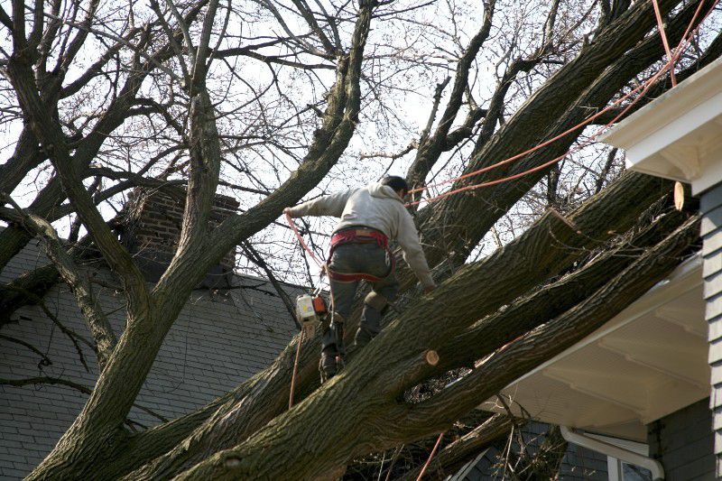 tree cutting service Queens