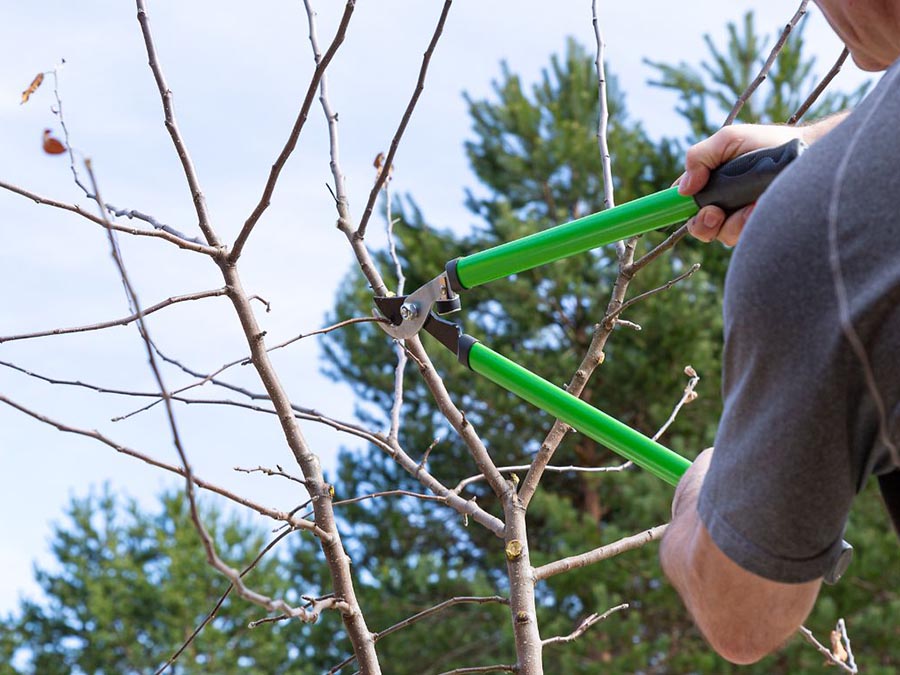 tree pruning services in new york