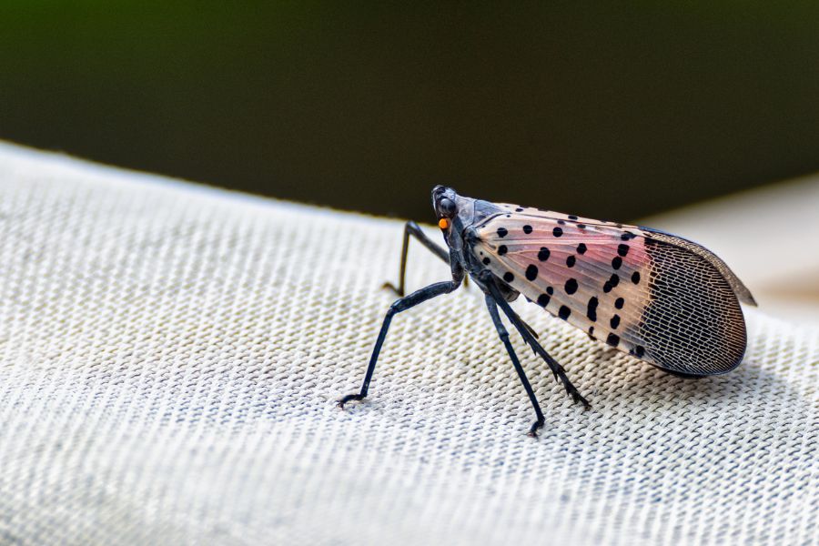 Dragonetti Tree Removal Pest spotted lanternfly management