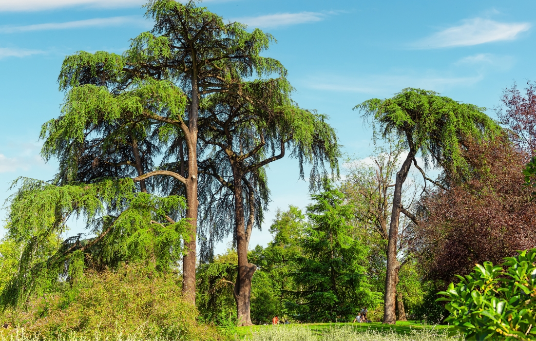 best trees for your backyard
