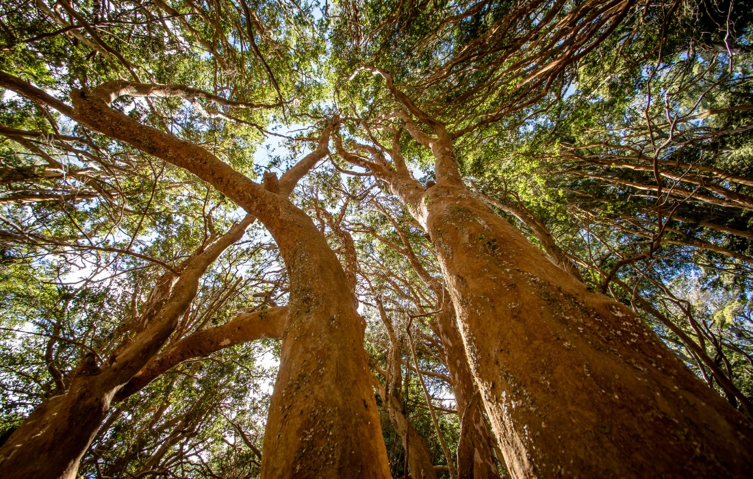 tall trees
