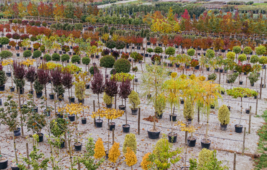 small trees