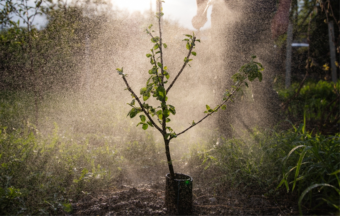 watering a tree in backyard