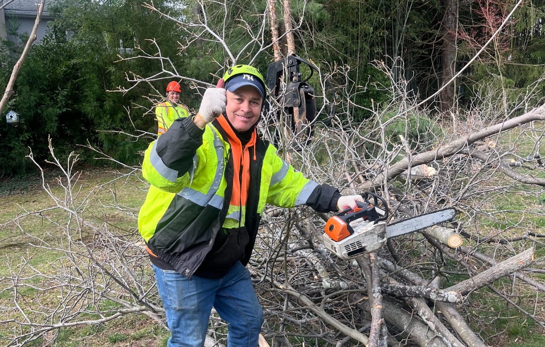 professional arborists taking down a tree