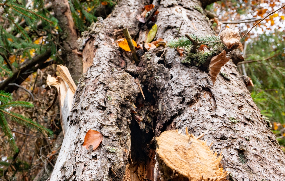 tree broken in half
