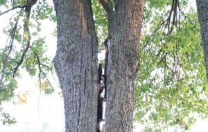 tree that broke in half