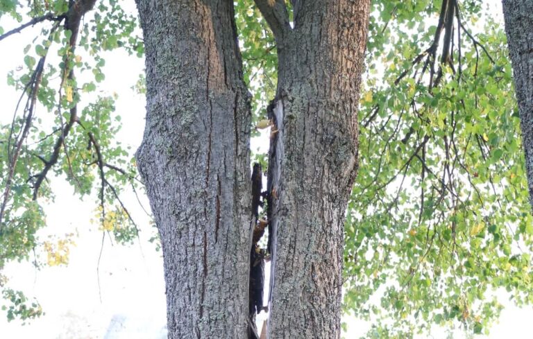 What To Do If Your Tree Breaks In Half | Blog