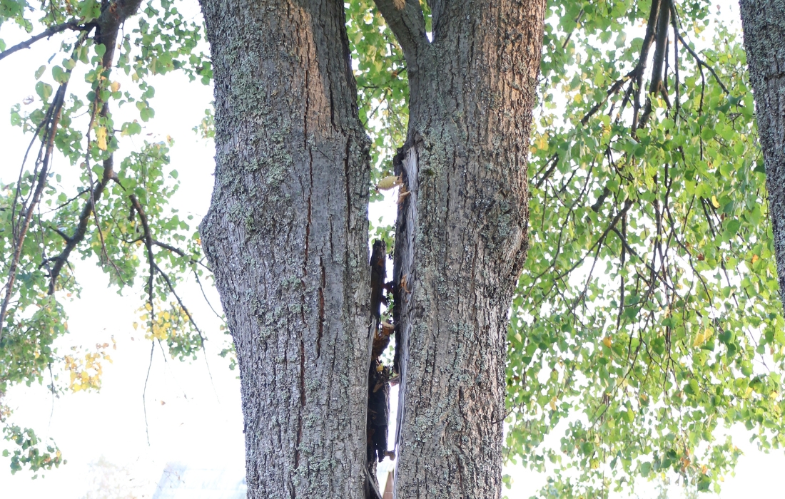 tree that broke in half
