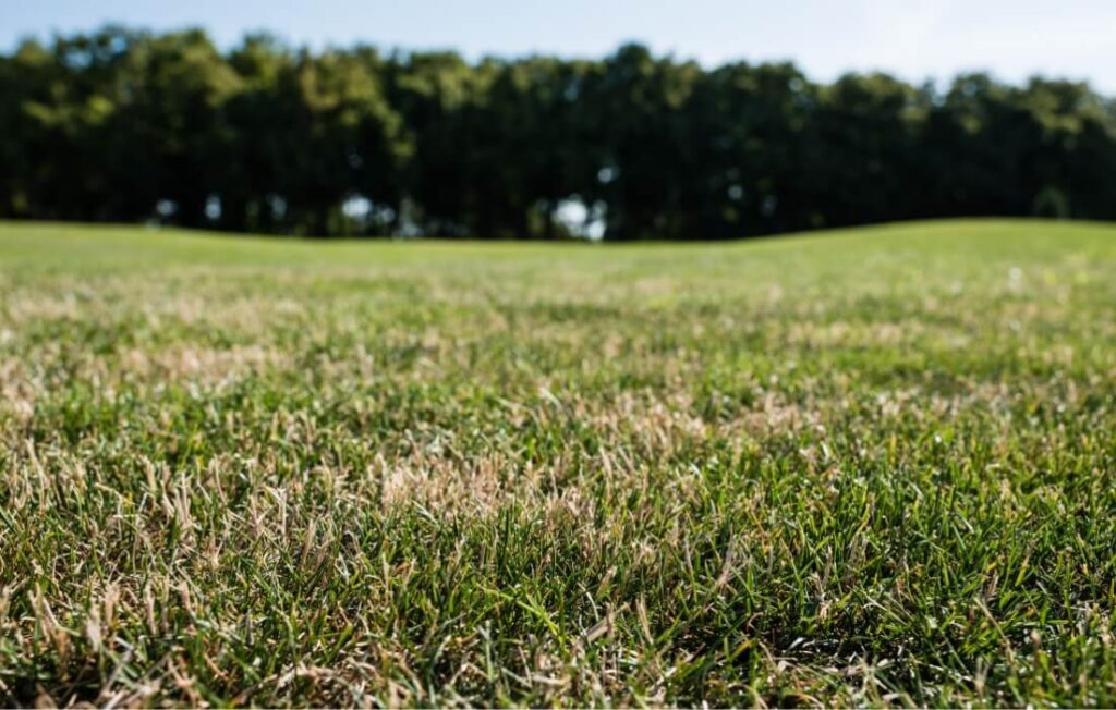 Orpatchy Can Removing a Tree Improve Lawn Health? | Blog