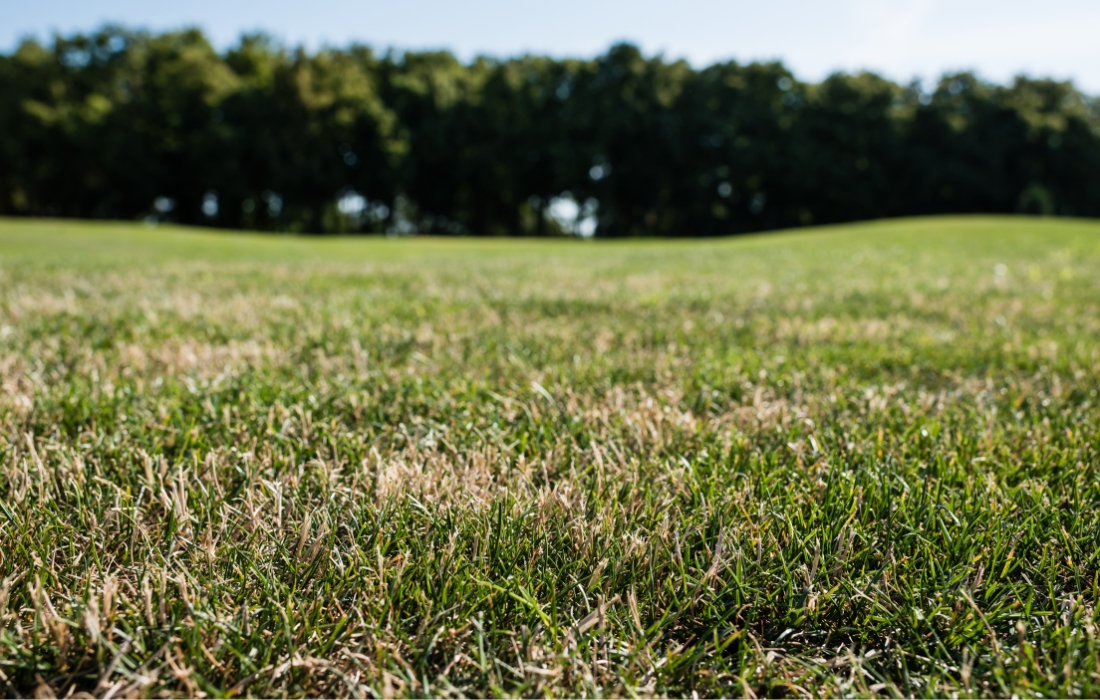 unhealthy grass from trees