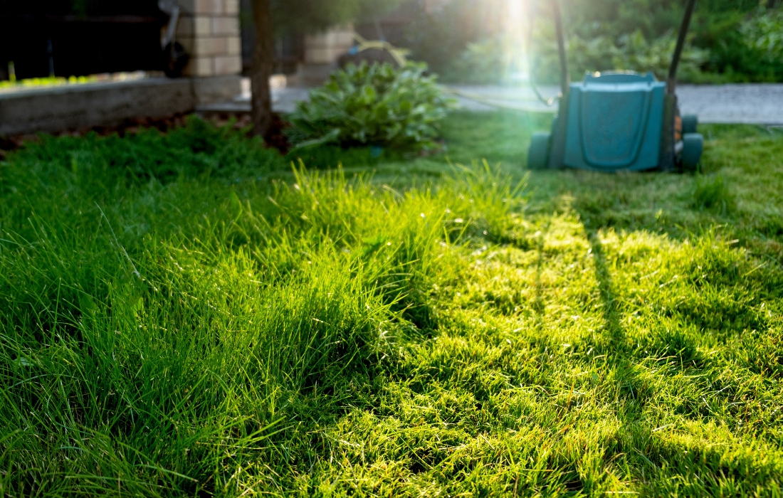 healthy grass after tree removal
