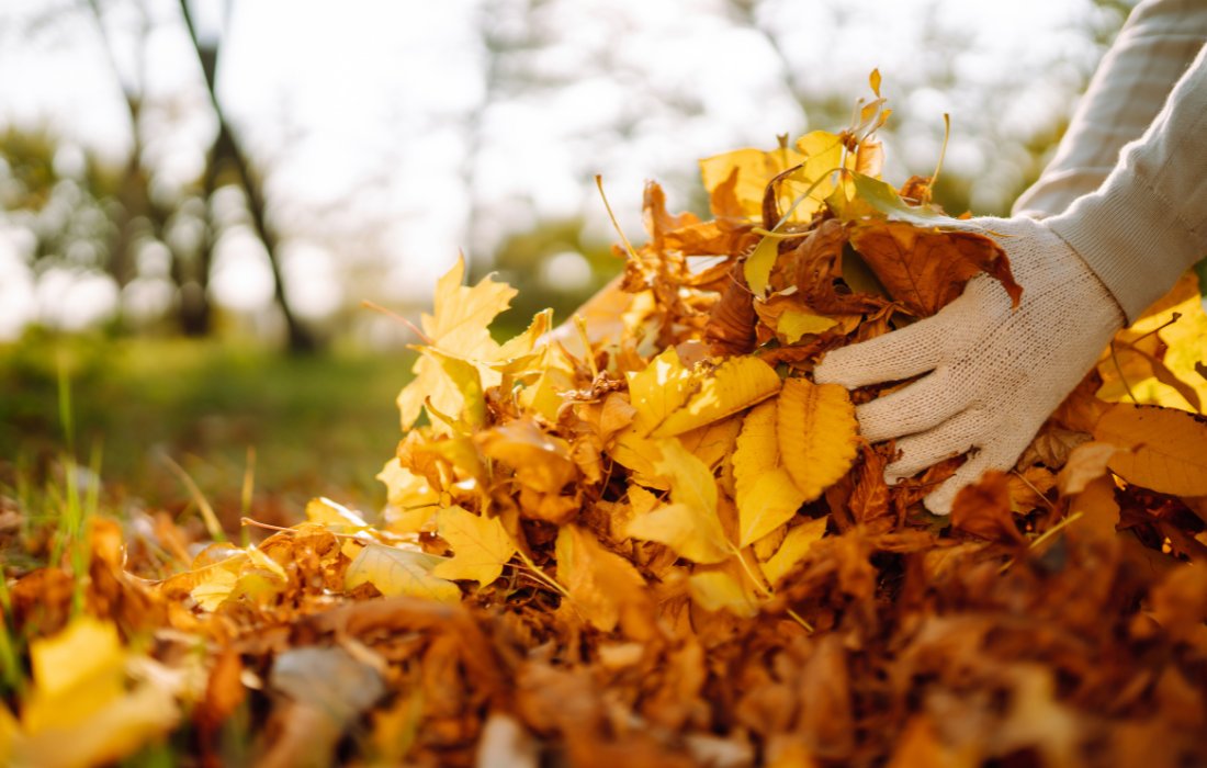 what to do with fallen leaves