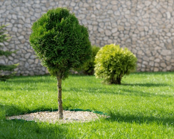 how close to plant trees near my house
