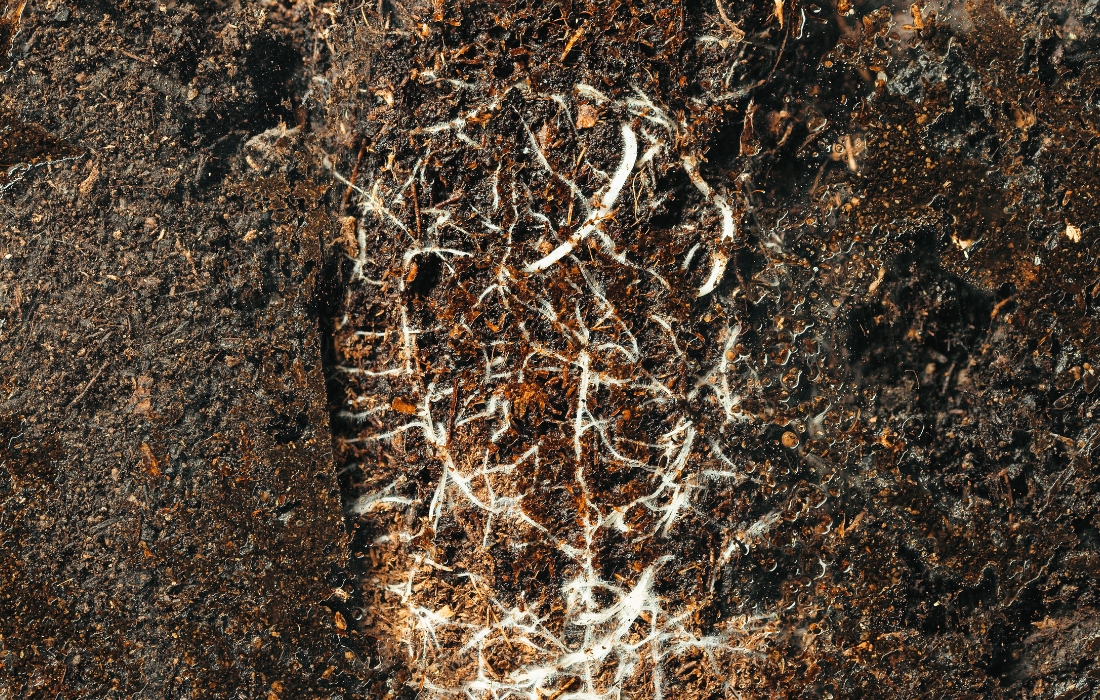 mycorrhizal fungi growing on tree roots