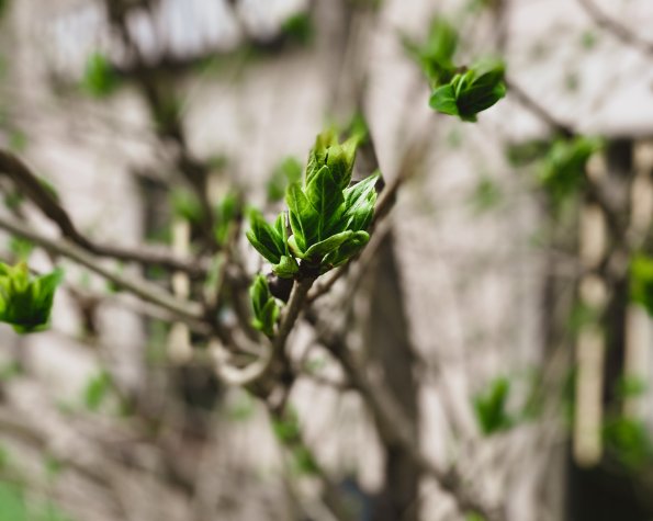 no leaves and tree buds are brown