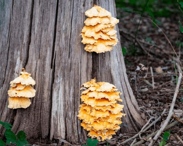 tree growing fungus near my house