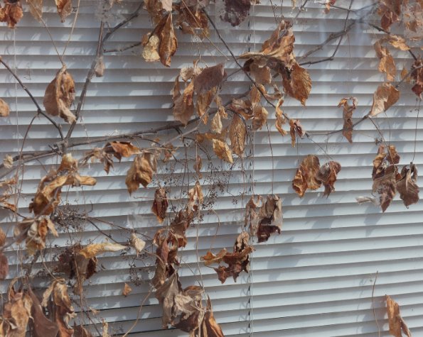 tree leaves turning yellow