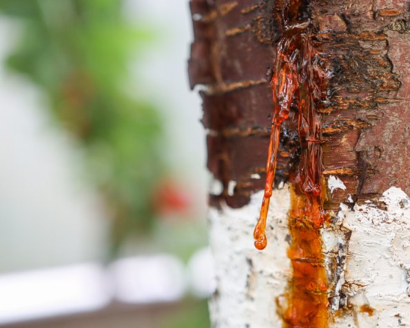 tree oozing sap no leaves