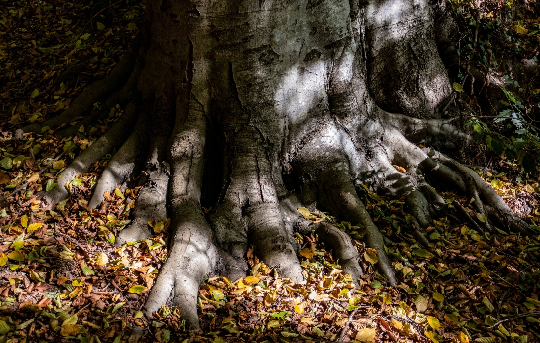 tree roots in ground