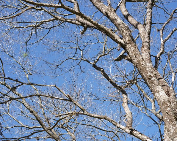 why is my tree bare in may