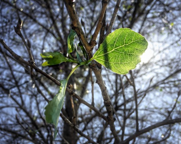 why is my tree not leafing