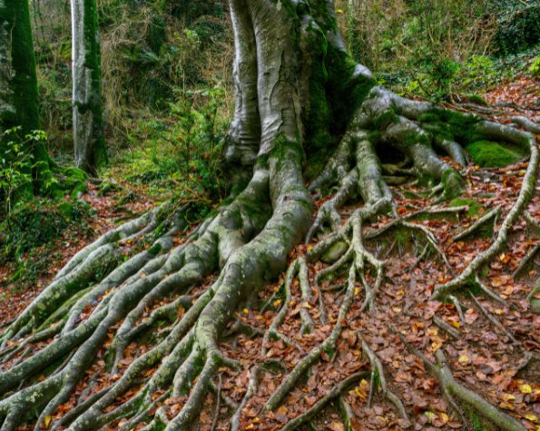 agressive tree root types