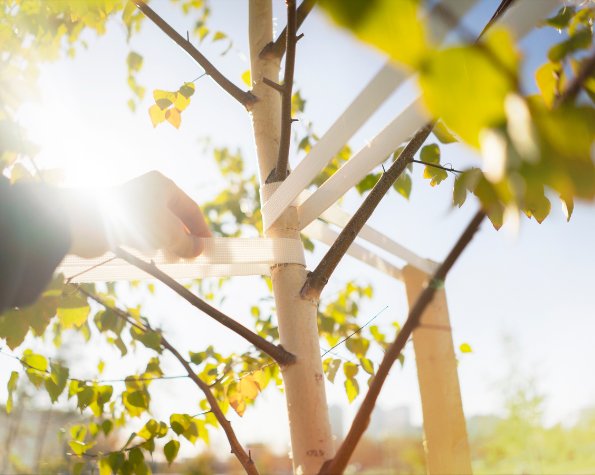 cabling a leaning tree