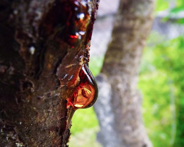 dangers of a tree with oozing sap