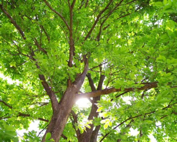 leaning trees with heavy canopies