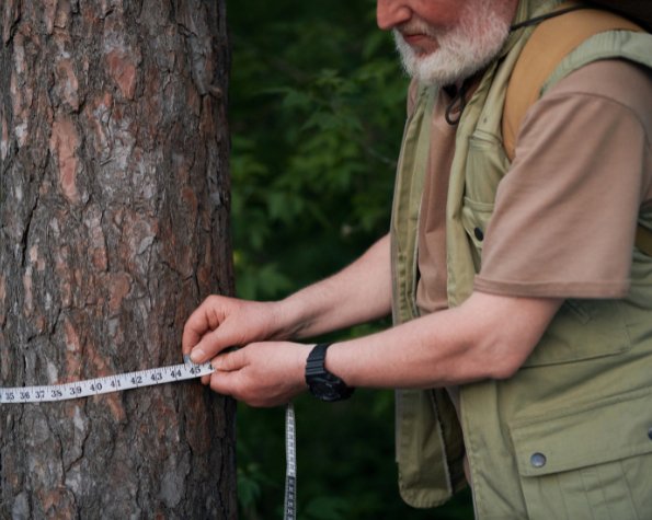 measuring a leaning tree