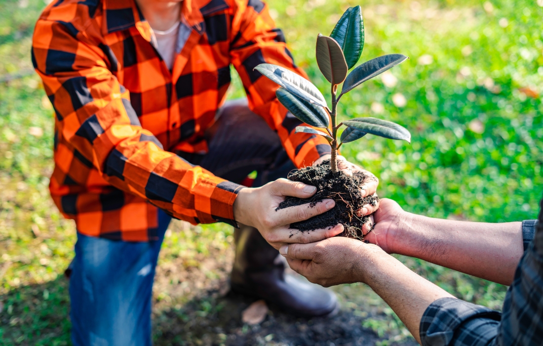 people holding root ball of young tree