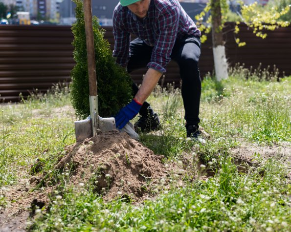 replant leaning trees