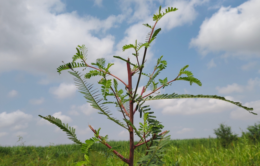 training young tree with main stem