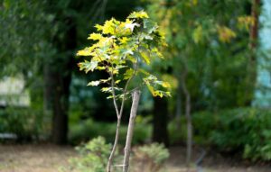 staking to train young trees