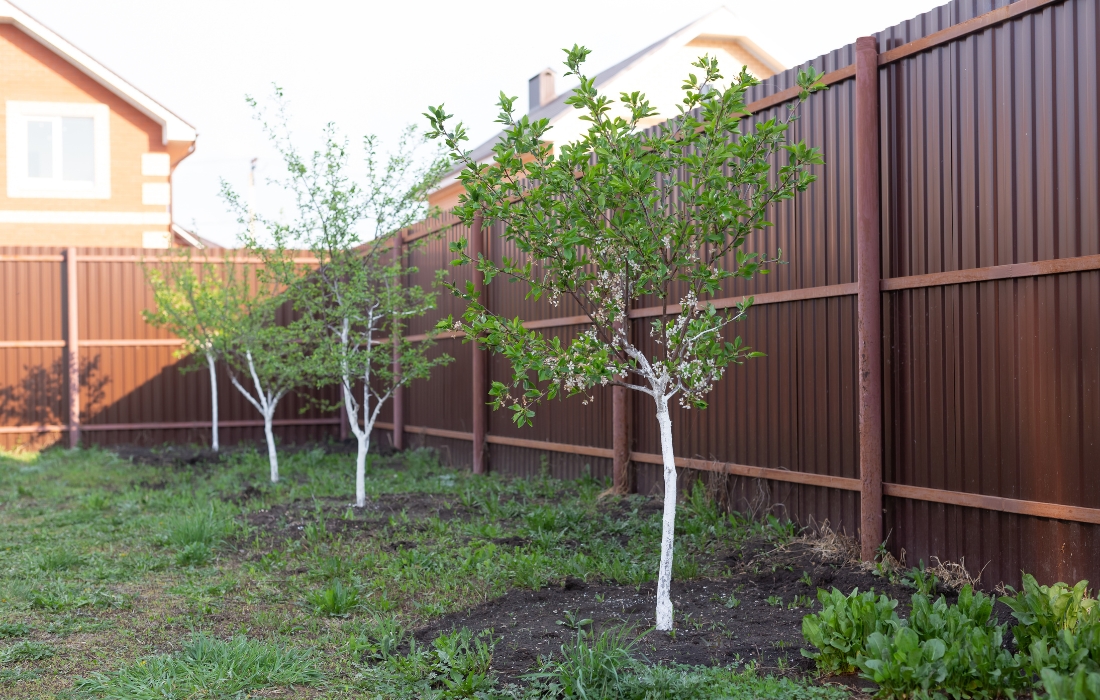 young tree training